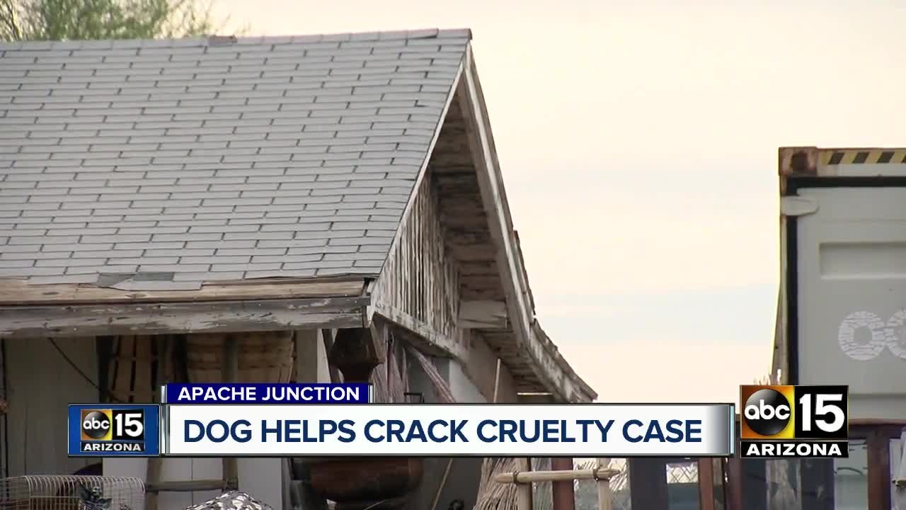 More than thirty animals seized in Apache Junction animal cruelty investigation