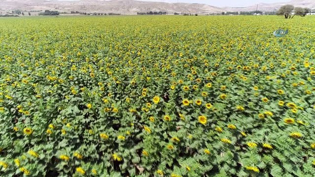 Çin Türkiye’yi çekirdek ile vurdu