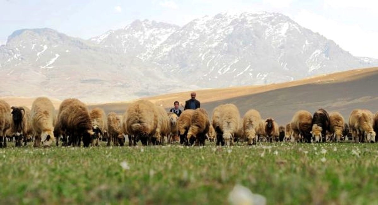 Doğu ve Güneydoğu'da Terörden Temizlenen Yaylalar Ülke Ekonomisine Katkı Sağlıyor