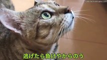 野良保護猫ココさんブチギレ！？「シャー」連発に高速猫パンチ！