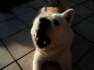 Atemi le chien qui parle