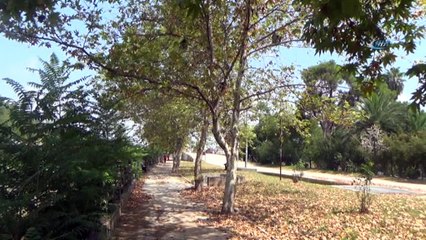 Yağmur ve fırtınanın yuvalarından düşürdüğü binlerce serçe yavrusu telef oldu