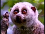 Slow Loris with eyes wide open Kaziranga