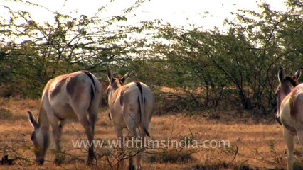 We re the Indian wild Asses Gujurat