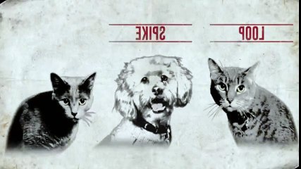 Cat vs  Dog S01xxE06 My Daughter s Cat Is A Bully  - Part 03