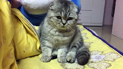 Sad Cat Misses His Owner