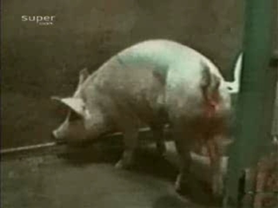 COCHON PROPRE