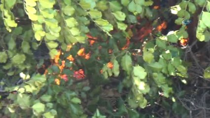 Her Taraf Yandı, Kimse Keyfini Bozmadı