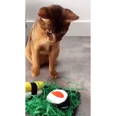 My cat playing with ball at the house