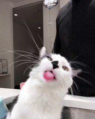 My cat drink water from the kitchen by herself