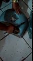 Un chaton se coince la tête dans un lavabo