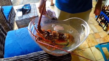 Cleaning and cooking of a large lobster