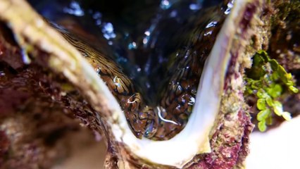 Japanese Seafood - Processing and processing giant Japanese shellfish appetizers