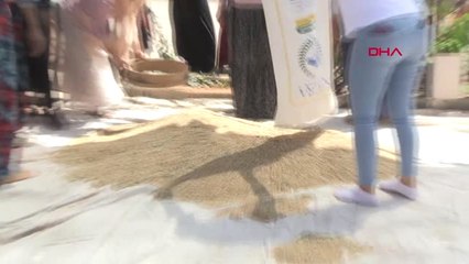 Mardin Dünyanın En Eski Buğdayı Yeniden Üretildi