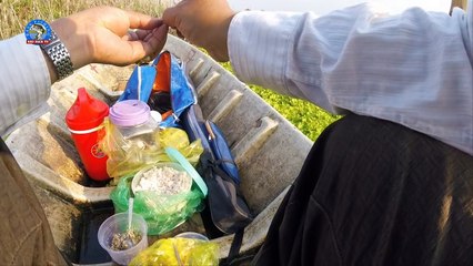 Bí Quyết Câu Cá Sặc Rằn Rừng U Minh Chỉ Có Thể Là...