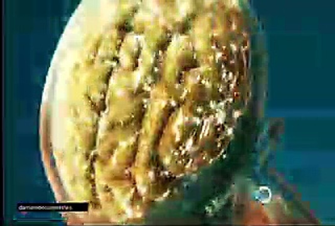 t8e10 Autopsias de Hollywood - Anissa Jones