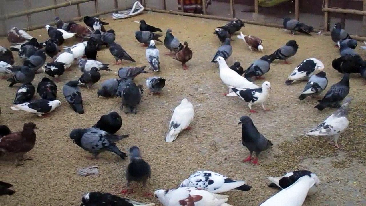 জালালি কবুতর | Pigeon of the Shrine of Shahjalal