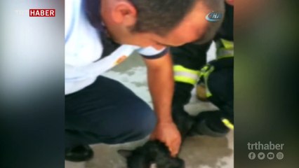 Zehirlenen kediyi itfaiye ekipleri hayata döndürdü