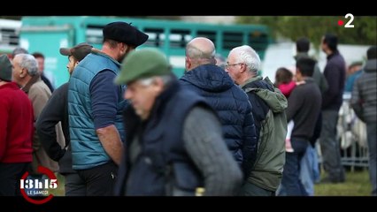 Ariège : l'omerta des montagnes protègerait-elle des chasseurs d'ours ?