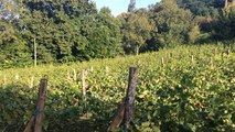 Premières vendanges dans le vignoble nantais - vendanges