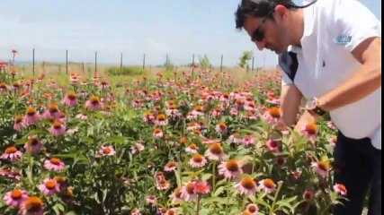 Van Gölü Kıyısında Renk Cümbüşü