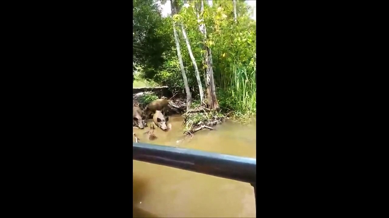 Oburluğu yüzünden canından olan domuz