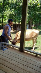 Attention Seeking Steer Makes Painting Deck Difficult