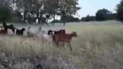 Yavru Kangal Kaybolan Keçileri Bulup Sahibine Teslim Etti
