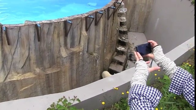 Cet ourson polaire appelle sa maman qui le cherche partout