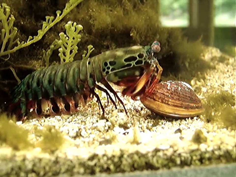 Ce crevette a une technique incroyable pour casser les coquillages