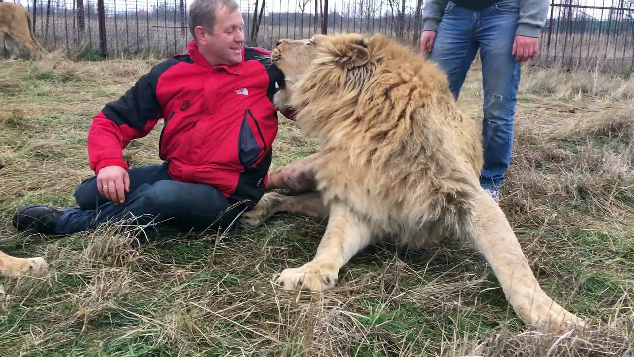 Il s'amuse avec ses lions comme si c'était des chats... Courageux