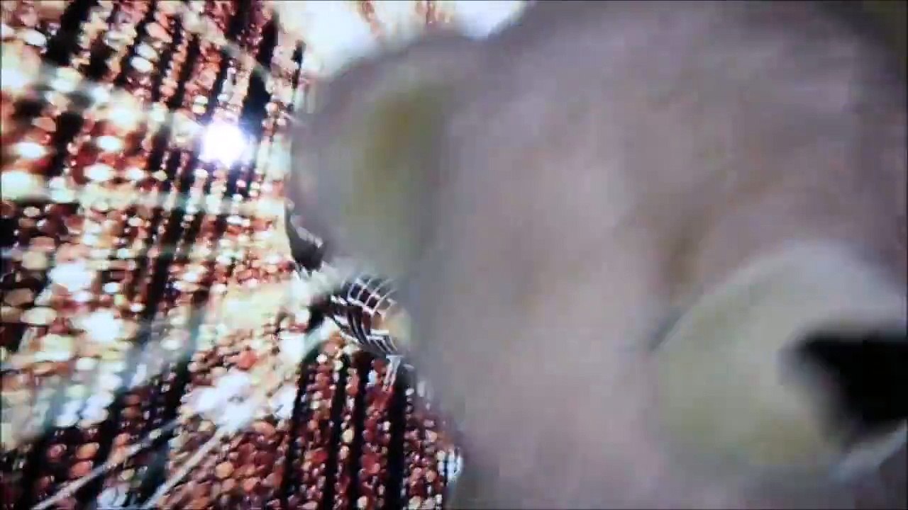 Bernard: Ring My Bell