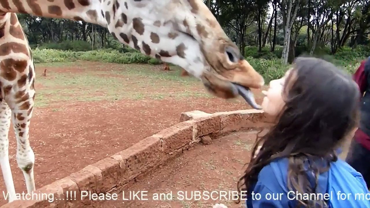 Giraffe Manor Kenya Hotel - Giraffe Manor Kenya Price