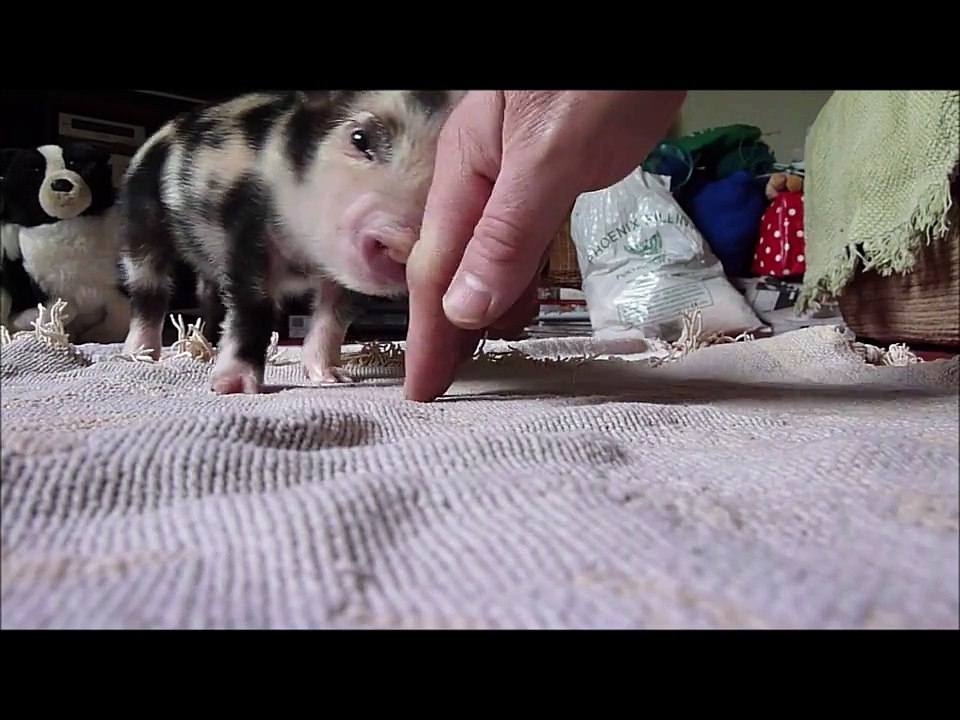 My Pet Pig
