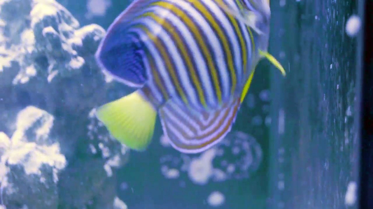 The Mirror Trick: Giving new fish a chance with aggressive tank mates