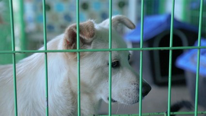 [와! 이 아이들] 유기견 입양, 진짜 어려운가요? / YTN