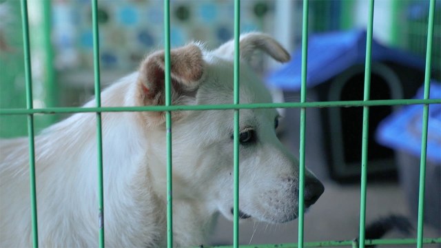 [와! 이 아이들] 유기견 입양, 진짜 어려운가요? / YTN