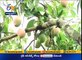 Govt to solve Mango Farmers problems at Chittor District | Minister Amarnath Reddy