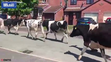 Hilarious moment a woman runs for safety as almost a hundred cows cause havoc on a residential .