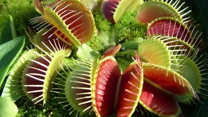 Top 10 Strangest Plants On Earth