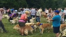 شاهد: اسكتلندا تحتفل بالذكرى الـ150 لتكاثر سلالة كلاب 