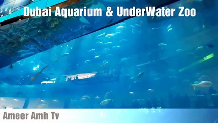 Dubai Aquarium Under Water Zoo In Dubai Mall Watchable View