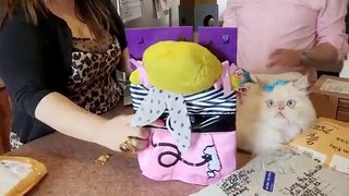 Worlds Most Pampered Pets S01E01