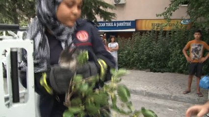 Ağaçta mahsur kalan yaralı karganın imdadına kadın itfaiyeci yetişti