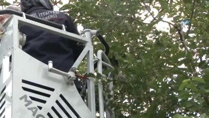 Ağaçta Mahsur Kalan Yaralı Karganın İmdadına Kadın İtfaiyeci Yetişti