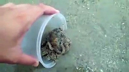 Adam kumda bulduğu ahtapotu tekrar denize atıyor. Ahtapot kendine geldikten sonra önce adamın ayağına sarılıp teşekkür ediyor, sonra yüzerek uzaklaşıyor 