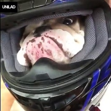 The cutest little biker dude you'll ever see