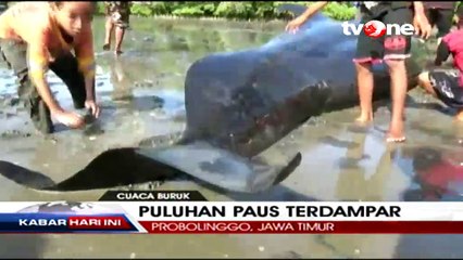 Puluhan Paus Terdampar di Pesisir Probolinggo