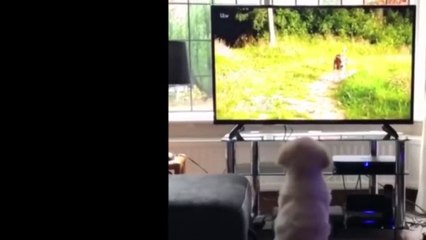 Best Of Cute Golden Retriever Puppies Compilation #40 - Funny Dogs 2018_13-06-2018_1