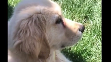 Best Of Cute Golden Retriever Puppies Compilation #40 - Funny Dogs 2018_13-06-2018_5